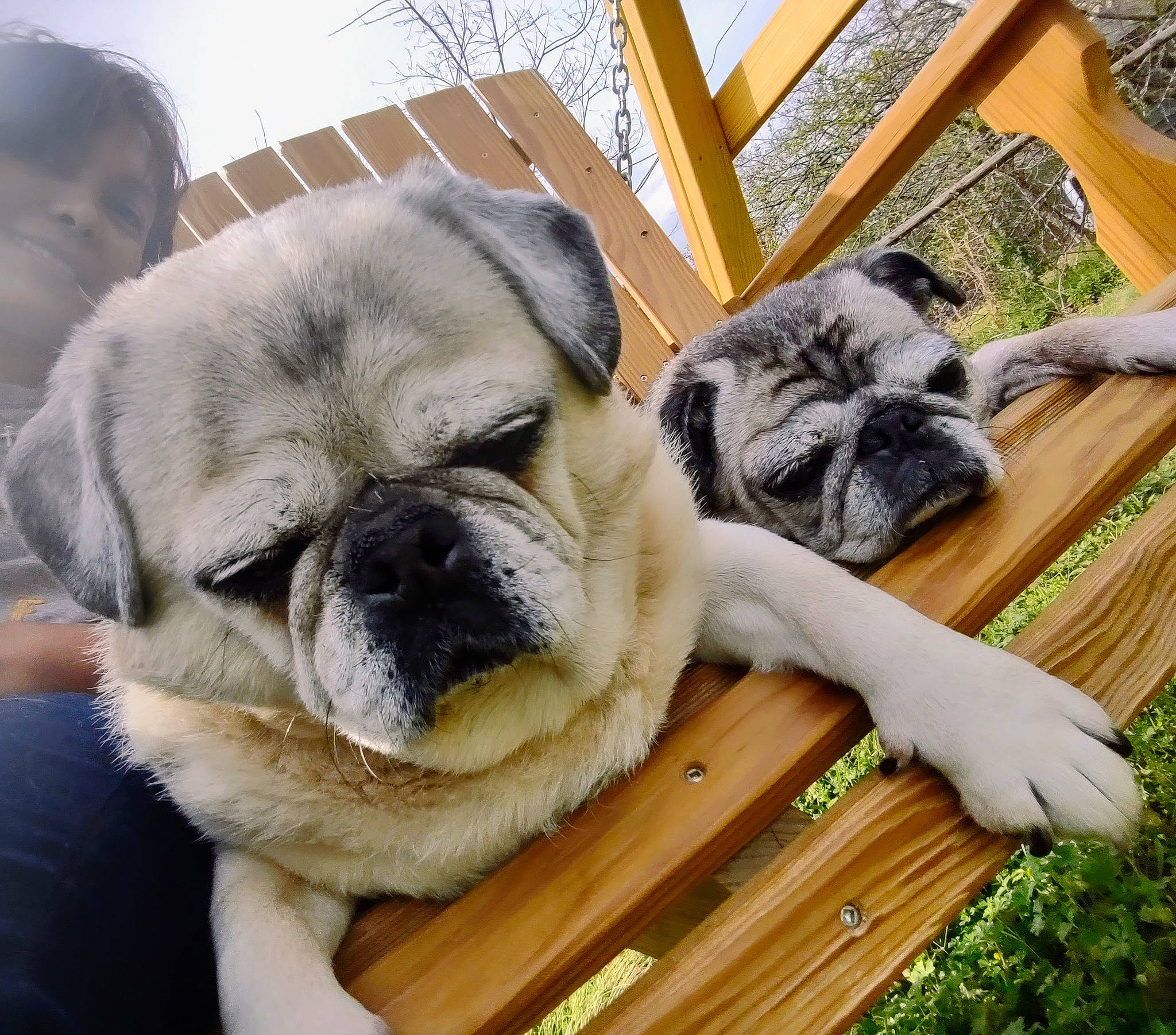 Bobo joined the competition — help win amazing prizes! canidae, carnivore, chair, comfort, companion_dog, dog, dog_breed, fawn, fur, grass, plant, pug, snout, sporting_group, terrestrial_animal, toy_dog, whiskers, wood, working_animal, wrinkle