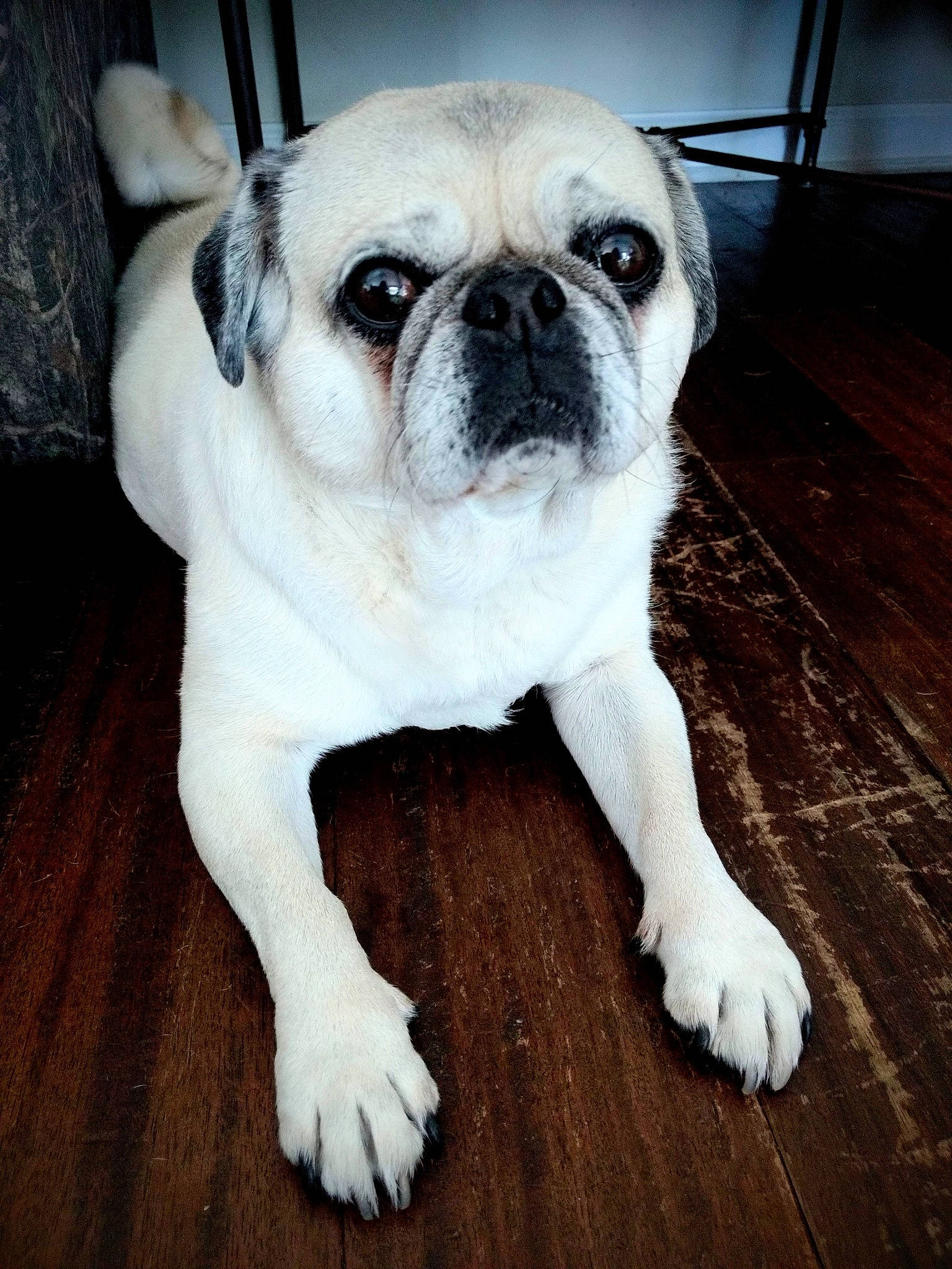 Bobo is registered to the contest to win money with this photo: canidae, carnivore, comfort, companion_dog, dog, dog_breed, fawn, flooring, hardwood, pug, snout, sporting_group, terrestrial_animal, toy_dog, varnish, whiskers, wood, wood_stain, working_animal, wrinkle