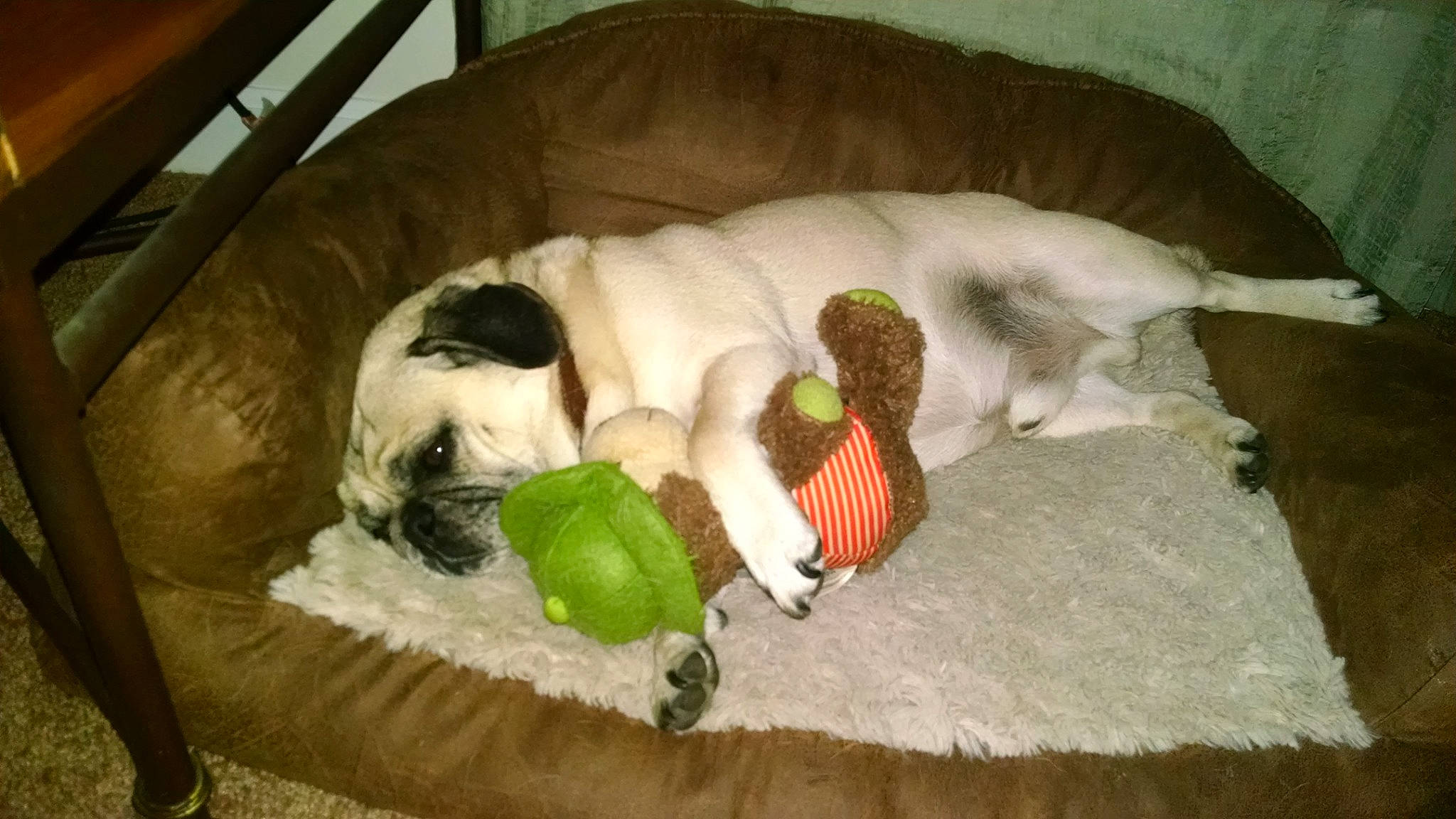 Bobo is registered to the contest to win money with this photo: carnivore, cat_bed, cat_supply, comfort, companion_dog, dog_bed, dog_breed, dog_supply, fawn, felidae, fur, linens, pet_supply, small_to_medium_sized_cats, snout, sporting_group, stuffed_toy, tail, toy, working_animal