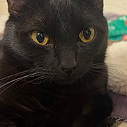 Binx joined the competition — help win amazing prizes! cat, black_cat, close_up, yellow_eyes, pet, animal, feline, whiskers, ears, fur, indoor, blanket, colorful, cozy, resting, cute, portrait, domestic_animal, looking, relaxed