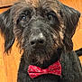 dog, black_dog, bow_tie, pet, indoor, wooden_floor, fur, close_up, portrait, animal, cute, adorable, domestic_animal, face, ears, sitting, looking_up, house, home, floor