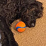 Johnny Cash joined the competition — help win amazing prizes! dog, black_dog, curly_fur, pet, toy_ball, orange_ball, blue_ball, carpet, indoor, resting, lying_down, paw, snout, fur, collar, animal, playful, relaxed, close_up, companion