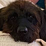 Johnny Cash is registered to the contest to win money with this photo: dog, close_up, resting, brown, fluffy, pet, animal, face, fur, nose, eyes, indoor, cozy, calm, portrait, muzzle, laying, soft, texture, relaxed