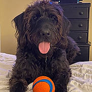 Johnny Cash is registered to the contest to win money with this photo: dog, black_dog, toy, ball, bed, indoor, fur, tongue_out, pet, happy, curly_fur, paw, furniture, television, drawer, playing, cute, animal, mammal, resting