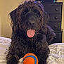 dog, black_dog, toy, ball, bed, indoor, fur, tongue_out, pet, happy, curly_fur, paw, furniture, television, drawer, playing, cute, animal, mammal, resting