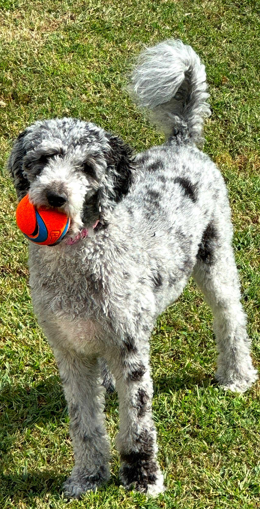 Stella