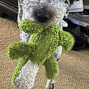 Stella is registered to the contest to win money with this photo: dog, curly_fur, plush_toy, green_toy, carpet, indoor, pet, animal, playful, standing, fur, snout, ears, black_and_white, household, shoes, background, cute, looking, toy_in_mouth