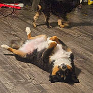 Jax is registered to the contest to win money with this photo: animal, black, brown, canine, companion, cute, dog, domestic, floor, fur, household, indoor, lying_down, pet, playful, relaxed, resting, two_dogs, white, wooden_floor