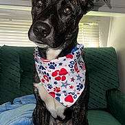 Tank joined the competition — help win amazing prizes! dog, bandana, black_and_white, sitting, couch, blanket, indoor, window_blinds, cabinet, pet, fur, ears, eyes, nose, front_paws, portrait, domestic_animal, cute, attentive, comfortable