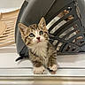 adorable, animal, basket, cat, closeup, curious, cute, domestic, exploring, fur, gray, indoor, kitten, paws, pet, playful, small, tabby, whiskers, young