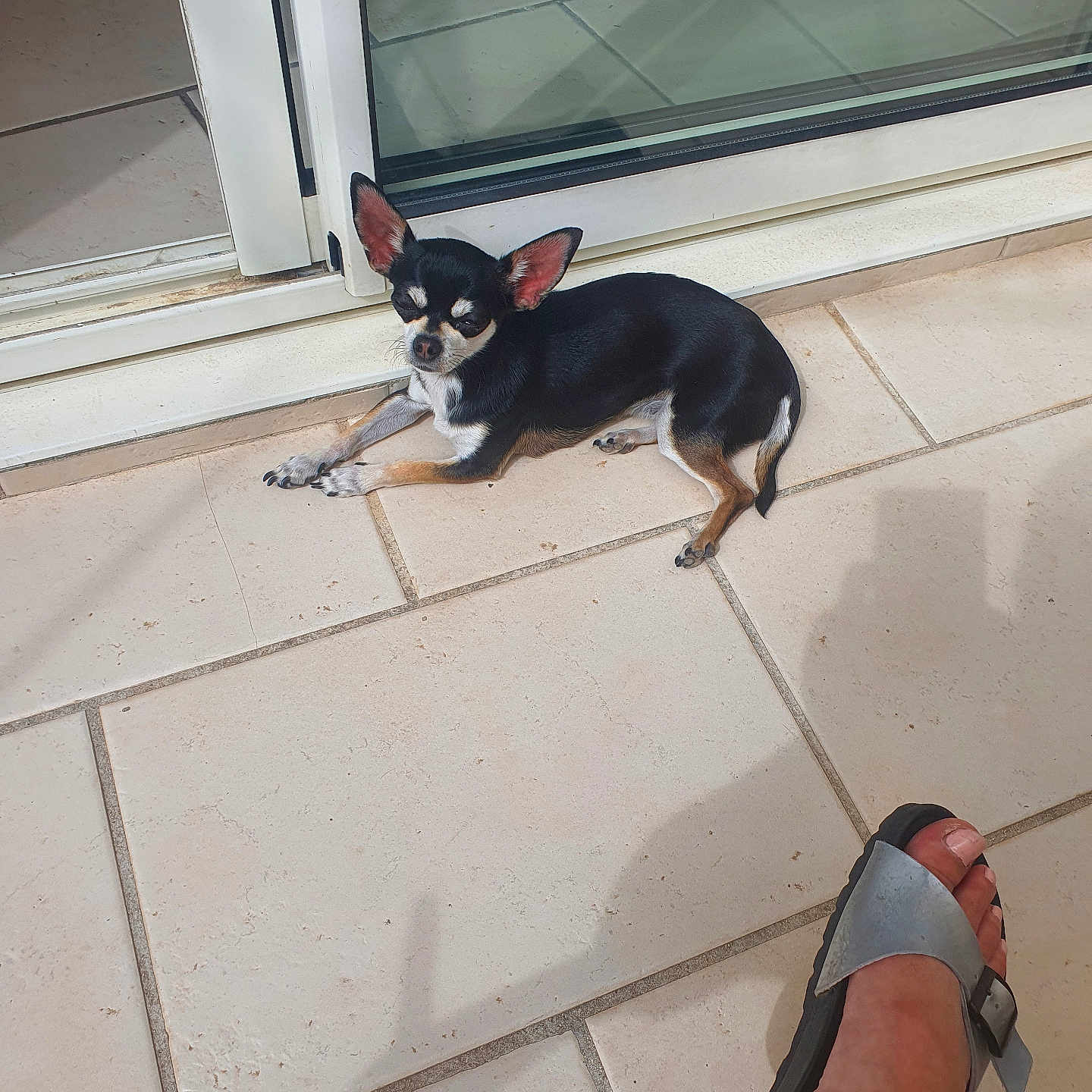 Laïka participe au concours pour gagner de l'argent avec cette photo : animal, black_and_tan, chihuahua, companion, cute, dog, domestic, foot, glass_door, indoor, paw, pet, quiet, relaxing, resting, sandal, shadow, small_dog, sunlight, tile_floor