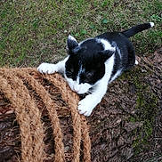 Jacky participe au concours pour gagner de l'argent avec cette photo : cat, black_and_white_cat, rope, tree_trunk, grass, hand, outdoor, playful, animal, pet, nature, clawing, curious, feline, close_up, fur, paw, texture, wood, greenery
