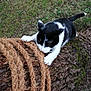 cat, black_and_white_cat, rope, tree_trunk, grass, hand, outdoor, playful, animal, pet, nature, clawing, curious, feline, close_up, fur, paw, texture, wood, greenery