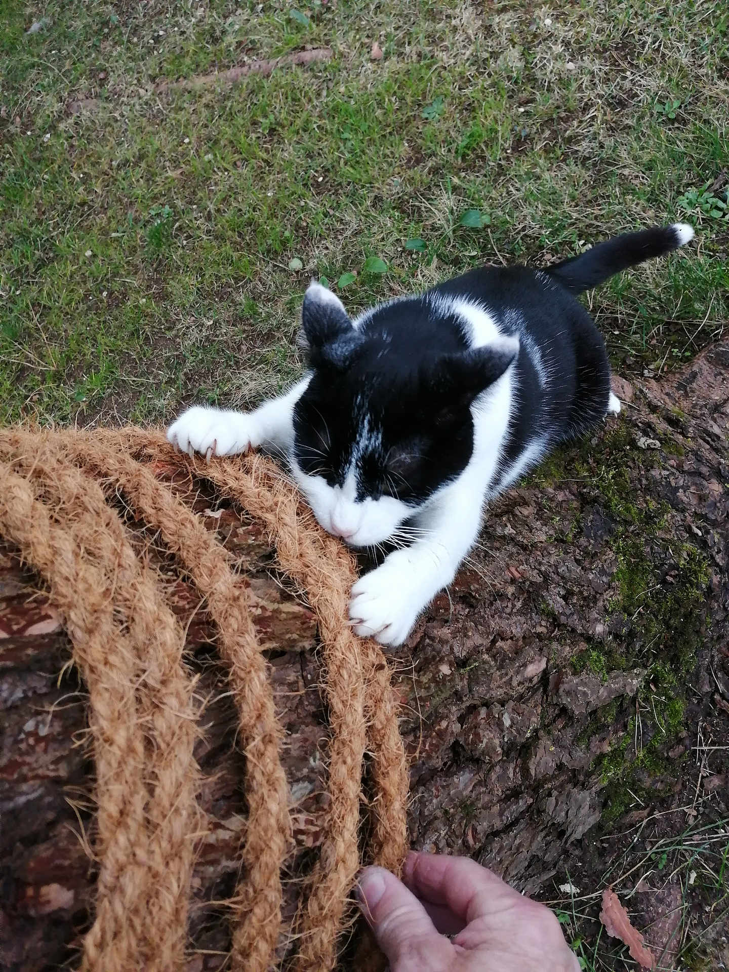 Jacky participe au concours pour gagner de l'argent avec cette photo : cat, black_and_white_cat, rope, tree_trunk, grass, hand, outdoor, playful, animal, pet, nature, clawing, curious, feline, close_up, fur, paw, texture, wood, greenery