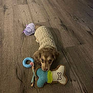 Bentley joined the competition — help win amazing prizes! dog, puppy, toy, bone_toy, ring_toy, sweater, wooden_floor, pet, cute, small_dog, indoor, brown_dog, knitwear, flooring, animal, playful, lying_down, looking_up, cozy, adorable