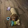 dog, puppy, toy, bone_toy, ring_toy, sweater, wooden_floor, pet, cute, small_dog, indoor, brown_dog, knitwear, flooring, animal, playful, lying_down, looking_up, cozy, adorable