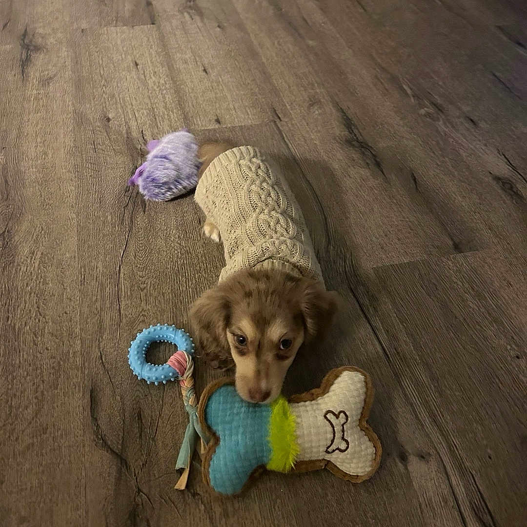 Bentley joined the competition — help win amazing prizes! dog, puppy, toy, bone_toy, ring_toy, sweater, wooden_floor, pet, cute, small_dog, indoor, brown_dog, knitwear, flooring, animal, playful, lying_down, looking_up, cozy, adorable