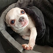 Chausette participe au concours pour gagner de l'argent avec cette photo : dog, chihuahua, small_dog, pet, blanket, bed, cozy, cute, animal, paw, white_dog, fur, snuggling, looking_up, indoors, resting, companion, domestic_animal, sleeping_area, curious