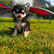 Heïdi participe au concours pour gagner de l'argent avec cette photo : puppy, dog, grass, outdoor, tongue, cute, animal, pet, small, fluffy, ears, sunlight, nature, playful, young, adorable, mammal, sitting, blurred_background, daytime