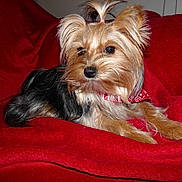 ISIS participe au concours pour gagner de l'argent avec cette photo :