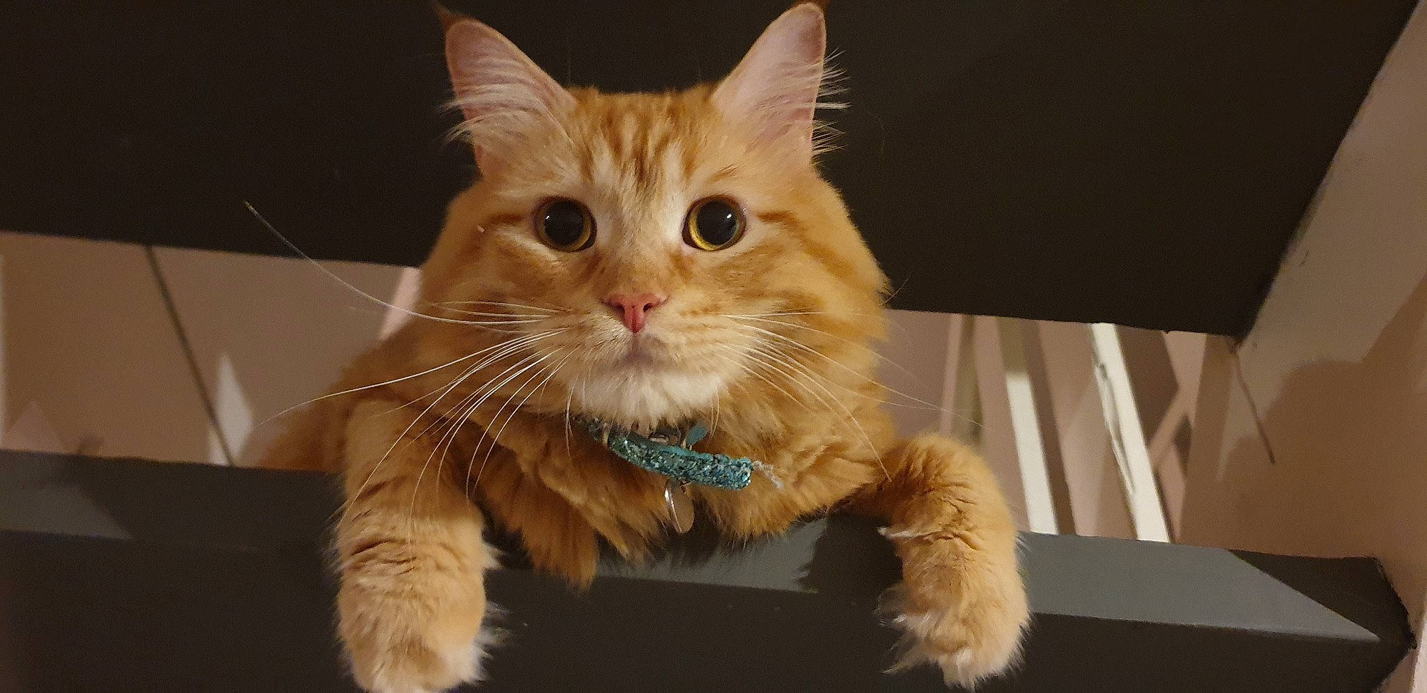 Roucky participe au concours pour gagner de l'argent avec cette photo : asian, carnivore, cat, cymric, domestic_long_haired_cat, domestic_short_haired_cat, european_shorthair, fawn, felidae, fur, kitten, maine_coon, mammal, norwegian_forest_cat, paw, ragamuffin, small_to_medium_sized_cats, snout, tabby_cat, whiskers