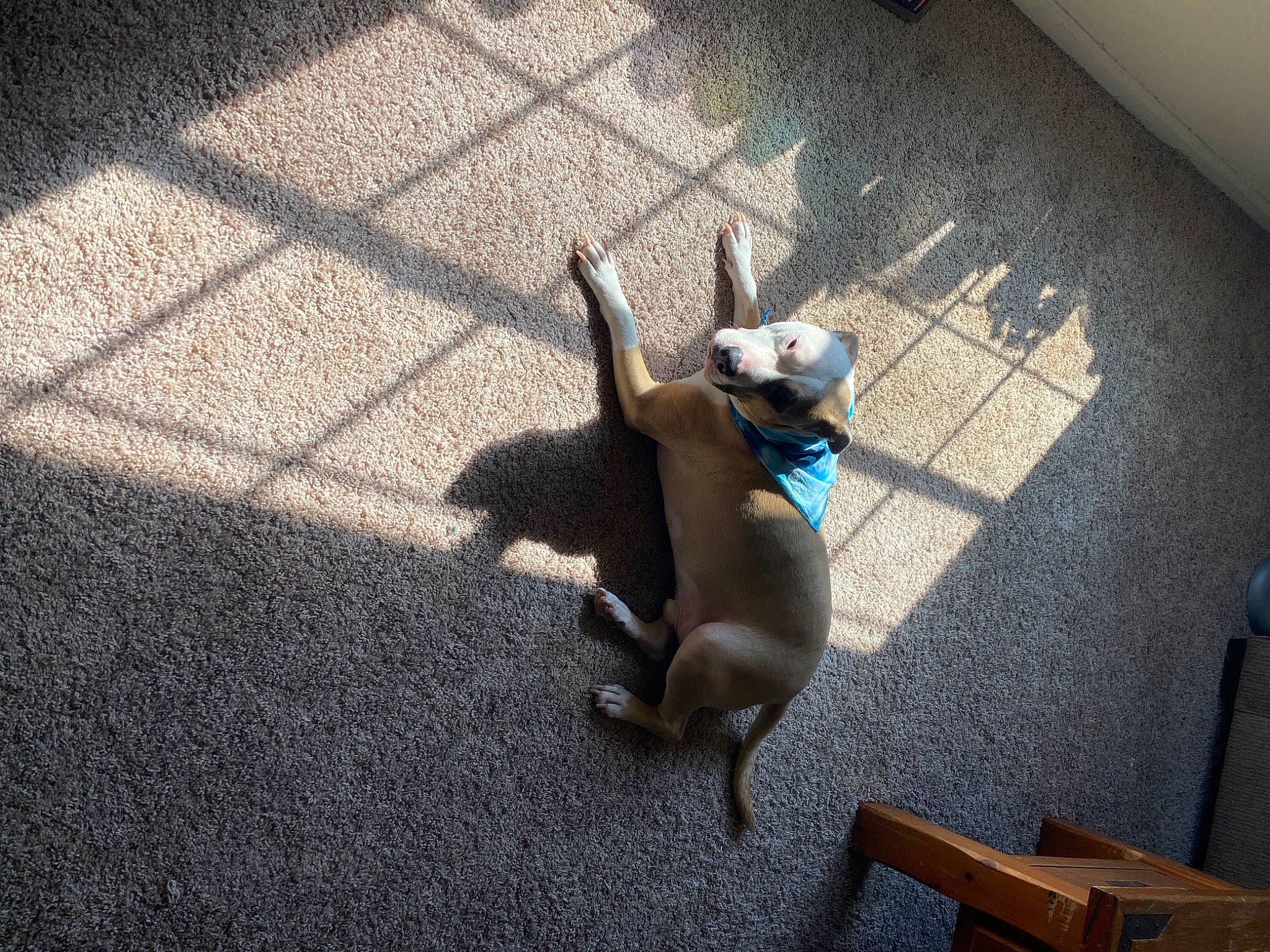 Heffalump joined the competition — help win amazing prizes! asphalt, canidae, carnivore, companion_dog, dog, dog_breed, fawn, felidae, floor, flooring, hardwood, leash, pet_supply, road_surface, small_to_medium_sized_cats, sporting_group, tail, tints_and_shades, toy_dog, working_animal