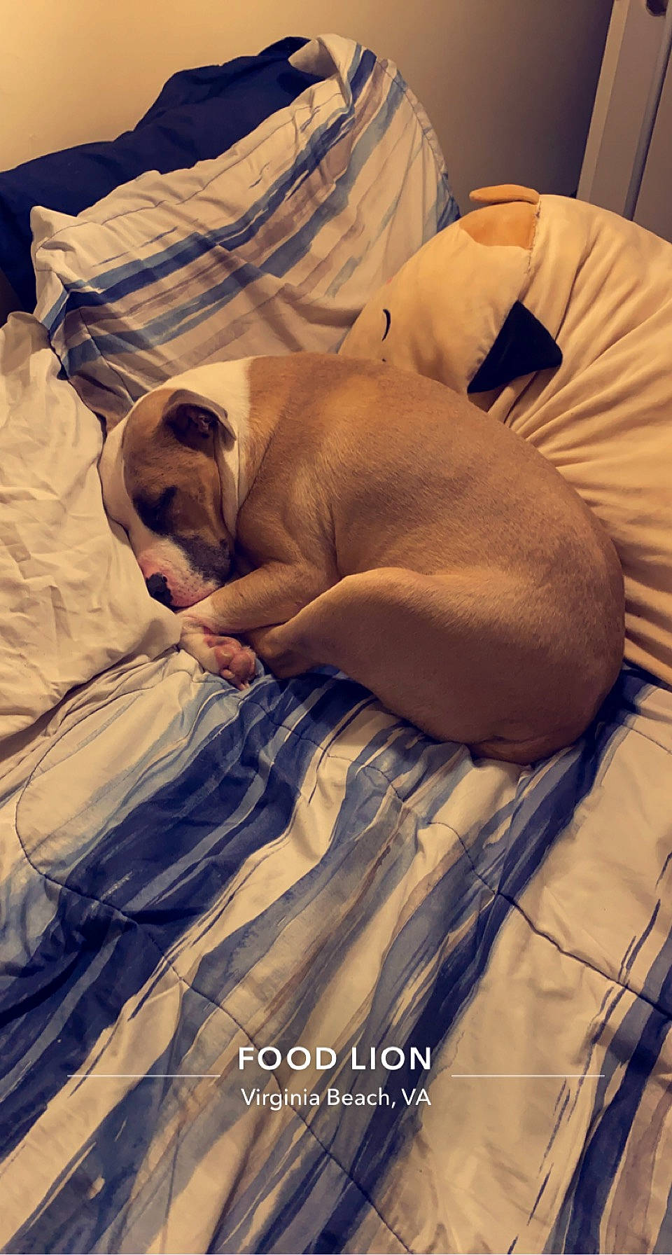 Heffalump is registered to the contest to win money with this photo: barechested, bed, bedding, bedroom, bedtime, canidae, carnivore, cloud, comfort, companion_dog, dog, dog_breed, duvet, fawn, linens, paw, sporting_group, textile, wood, working_animal