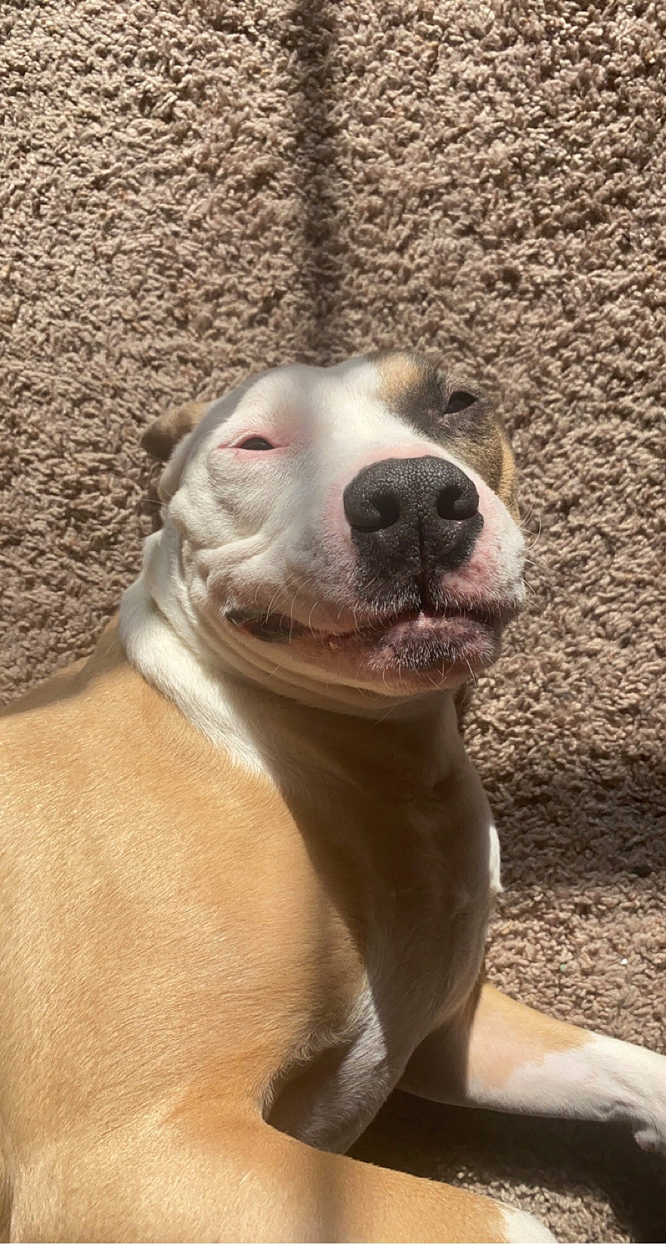 Heffalump is registered to the contest to win money with this photo: boston_terrier, canidae, carnivore, collar, companion_dog, dog, dog_breed, dog_collar, dogo_guatemalteco, liver, molosser, non_sporting_group, pit_bull, snout, sporting_group, terrestrial_animal, whiskers, working_animal, working_dog, wrinkle