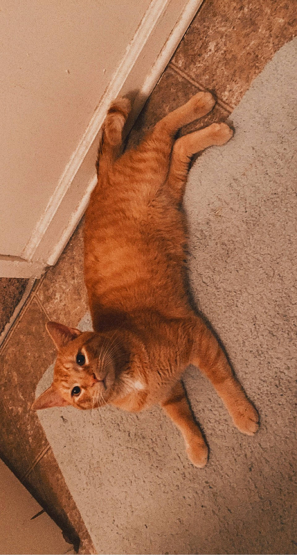 Buford is registered to the contest to win money with this photo: canidae, carnivore, cat, domestic_short_haired_cat, eye, fawn, felidae, flooring, fur, gesture, hardwood, human_leg, paw, plant, small_to_medium_sized_cats, snout, tail, terrestrial_animal, whiskers, wood