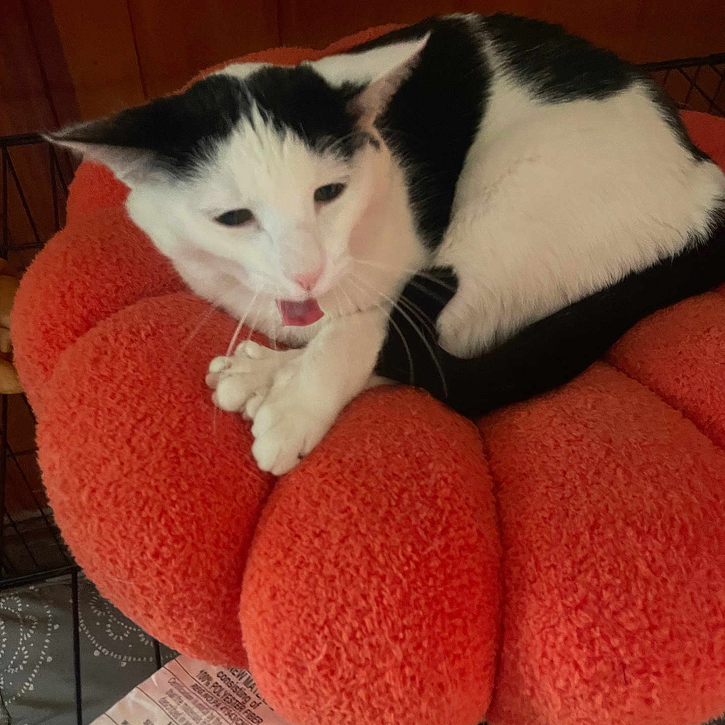 Italianwedding Soup joined the competition — help win amazing prizes! black_and_white_cat, cat, close_up, cozy, curled_up, fabric, fur, indoor, label, orange_bed, paw, pet, pet_bed, plush, sleepy, tongue, whiskers, wire_shelf, wood_paneling, yawning