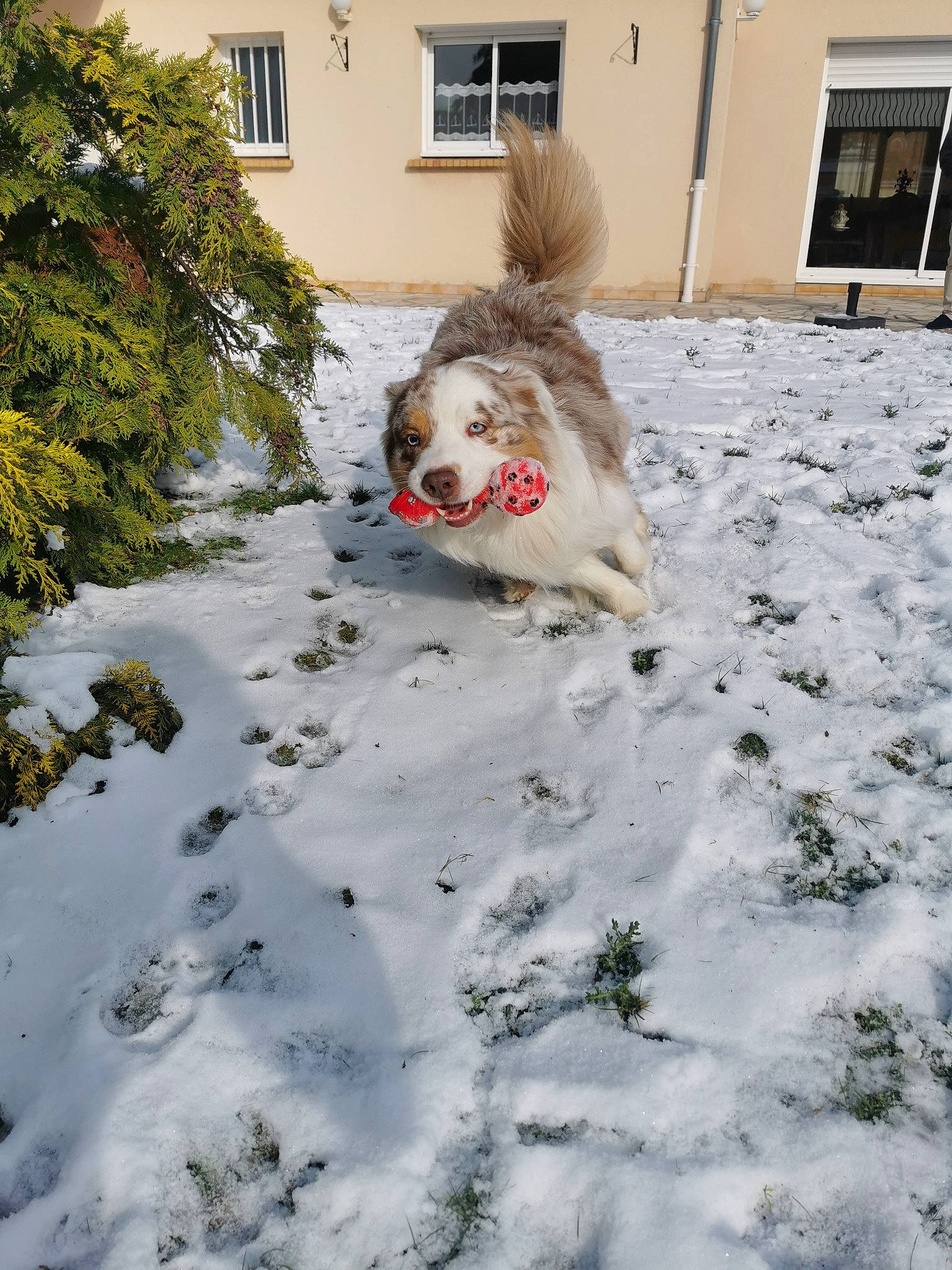 Major a rejoint le concours — aidez-le/la à gagner de superbes lots ! building, carnivore, companion_dog, dog, dog_breed, event, fawn, freezing, frost, geological_phenomenon, grass, house, plant, precipitation, roof, snout, snow, tail, window, winter