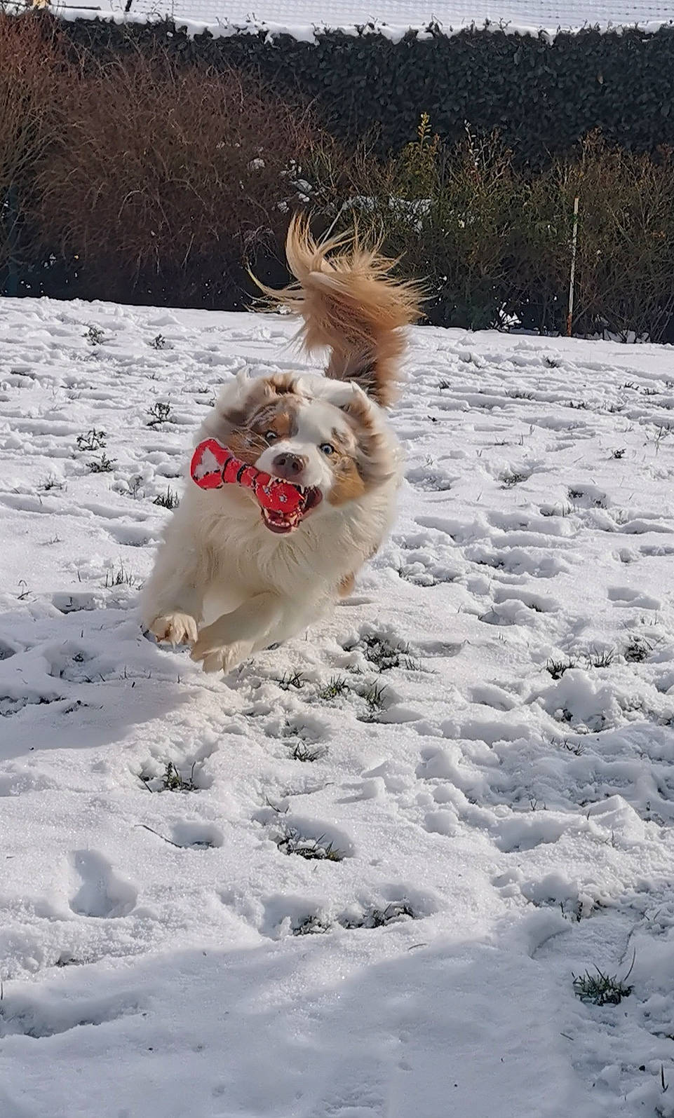 Major a rejoint le concours — aidez-le/la à gagner de superbes lots ! canidae, carnivore, companion_dog, dog, dog_breed, dog_supply, freezing, fur, non_sporting_group, pet_supply, plant, snow, sporting_group, tail, terrier, toy_dog, winter, working_dog