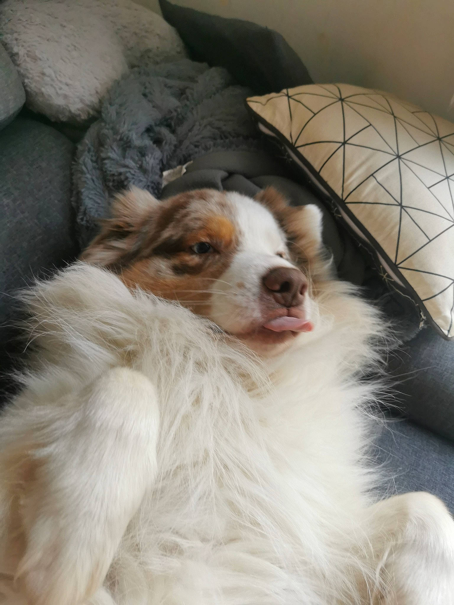 Major a rejoint le concours — aidez-le/la à gagner de superbes lots ! carnivore, companion_dog, dog, dog_breed, fur, liver, rough_collie, shetland_sheepdog, spaniel, terrestrial_animal, toy_dog, whiskers, working_animal, working_dog