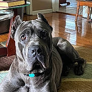 Aries joined the competition — help win amazing prizes! alert, animal, book, canine, carpet, collar, dog, domestic, ear_crop, floor, furniture, gray, home, indoor, large_dog, living_room, pet, resting, table, wooden_floor