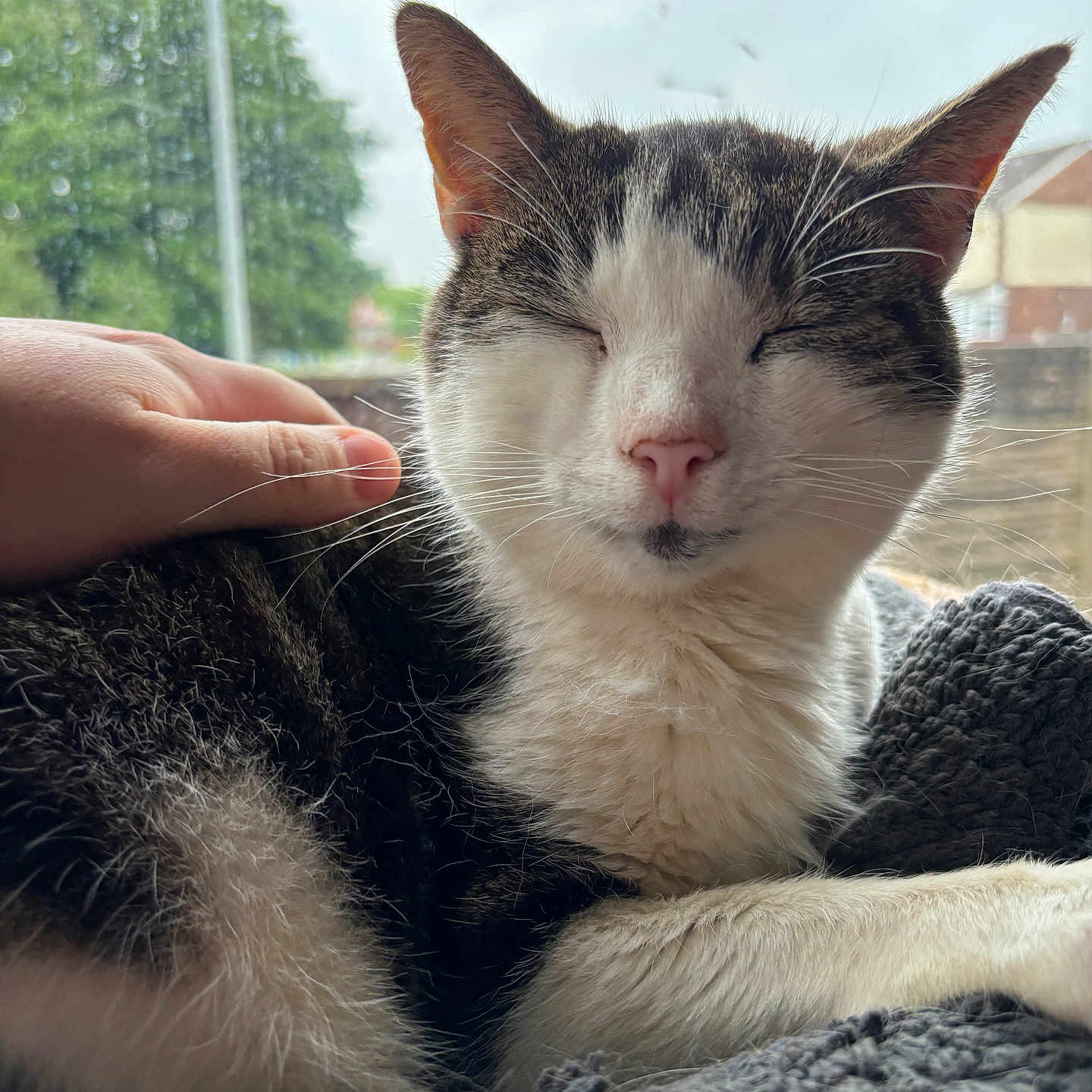 Lenny is registered to the contest to win money with this photo: abyssinian, animal, blanket, bodypart, cat, ear, finger, hand, kitten, manx, person, pet, siamese