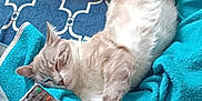 Virgile a rejoint le concours — aidez-le/la à gagner de superbes lots ! cat, sleeping, remote_control, blanket, couch, tail, paw, feline, indoor, cozy, resting, cute, pet, fur, relaxed, home, animal, blue, soft, comfortable