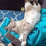 cat, sleeping, remote_control, blanket, couch, tail, paw, feline, indoor, cozy, resting, cute, pet, fur, relaxed, home, animal, blue, soft, comfortable