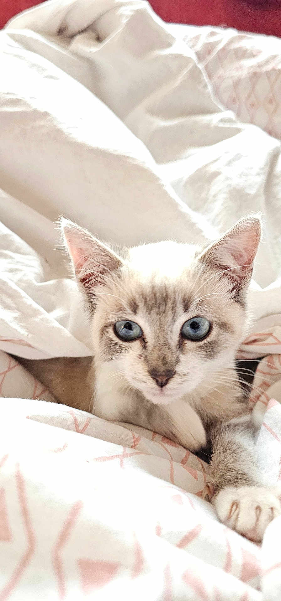 Virgile a rejoint le concours — aidez-le/la à gagner de superbes lots ! kitten, cat, blue_eyes, paw, blanket, bed, cozy, fur, cute, pet, indoor, young, whiskers, sleepy, resting, feline, soft, comfort, animal, curious