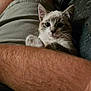 Virgile participe au concours pour gagner de l'argent avec cette photo : kitten, cat, animal, pet, lap, person, human_arm, shorts, couch, pillow, striped_pillow, indoor, feline, whiskers, fur, cute, resting, comfort, curious, closeup