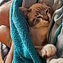 Virgile participe au concours pour gagner de l'argent avec cette photo : cat, blanket, paws, indoor, cozy, relaxed, sleepy, feline, pet, human_leg, fabric, couch, home, fur, closeup, comfort, snuggle, resting, animal, soft