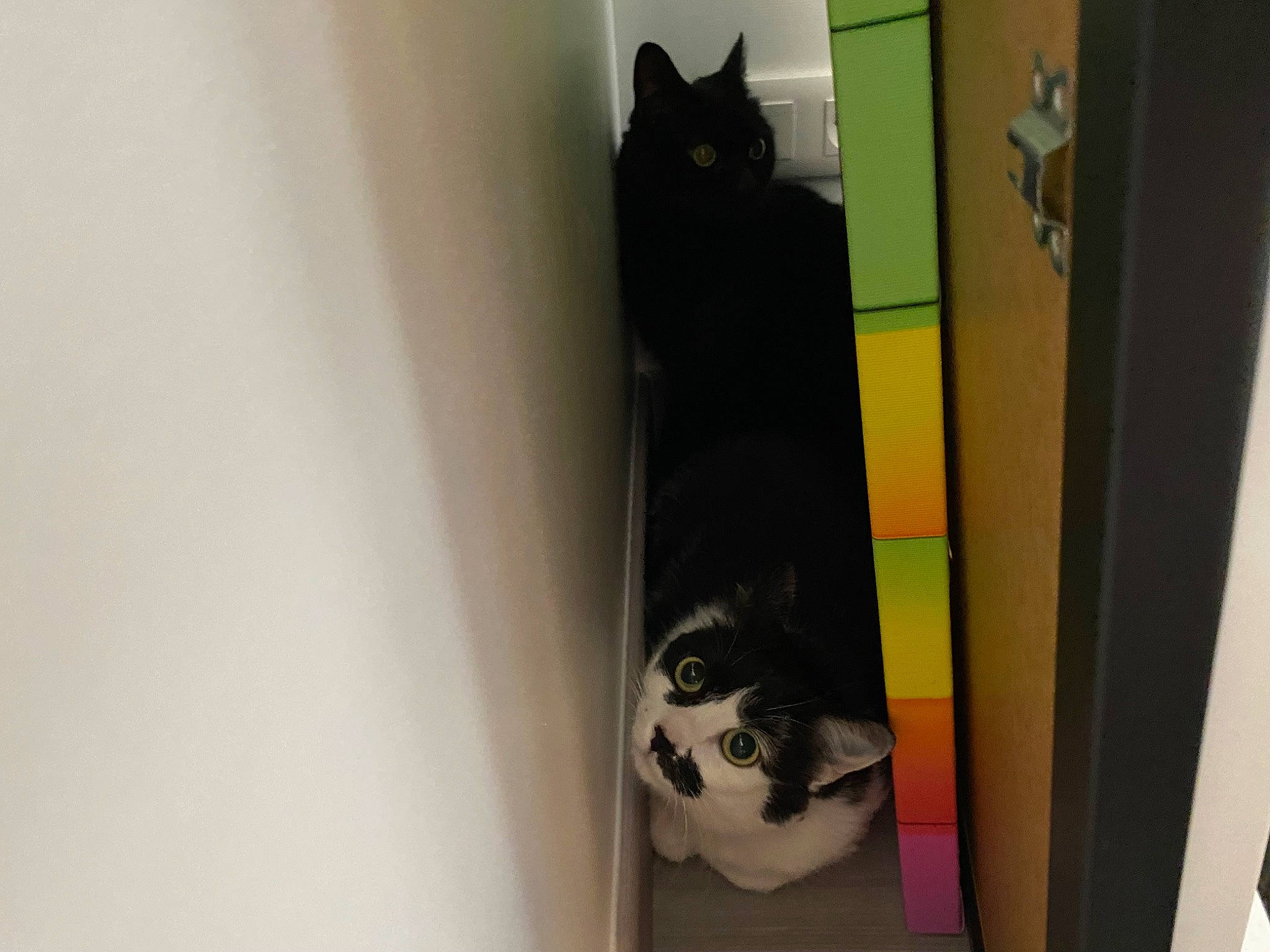 Pimkie participe au concours pour gagner de l'argent avec cette photo : audio_equipment, black_cat, carnivore, cat, cat_supply, domestic_short_haired_cat, felidae, fur, pet_supply, room, shelf, shelving, small_to_medium_sized_cats, stairs, tail, visual_arts, whiskers, wood