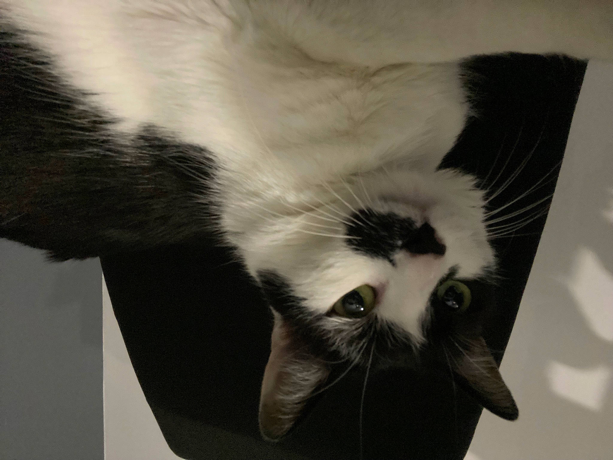 Dixie participe au concours pour gagner de l'argent avec cette photo : carnivore, cat, claw, comfort, domestic_short_haired_cat, felidae, foot, fur, human_body, mammal, monochrome, monochrome_photography, paw, small_to_medium_sized_cats, tail, terrestrial_animal, whiskers