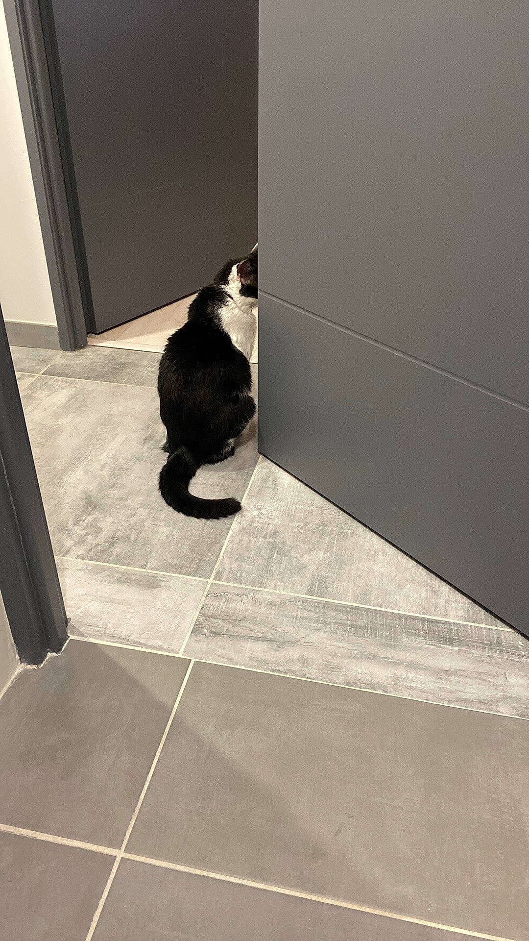 Dixie a rejoint le concours — aidez-le/la à gagner de superbes lots ! carnivore, cat, door, felidae, floor, flooring, fur, hardwood, human_leg, monochrome, monochrome_photography, road_surface, shade, shadow, small_to_medium_sized_cats, tail, tints_and_shades, whiskers, window, wood