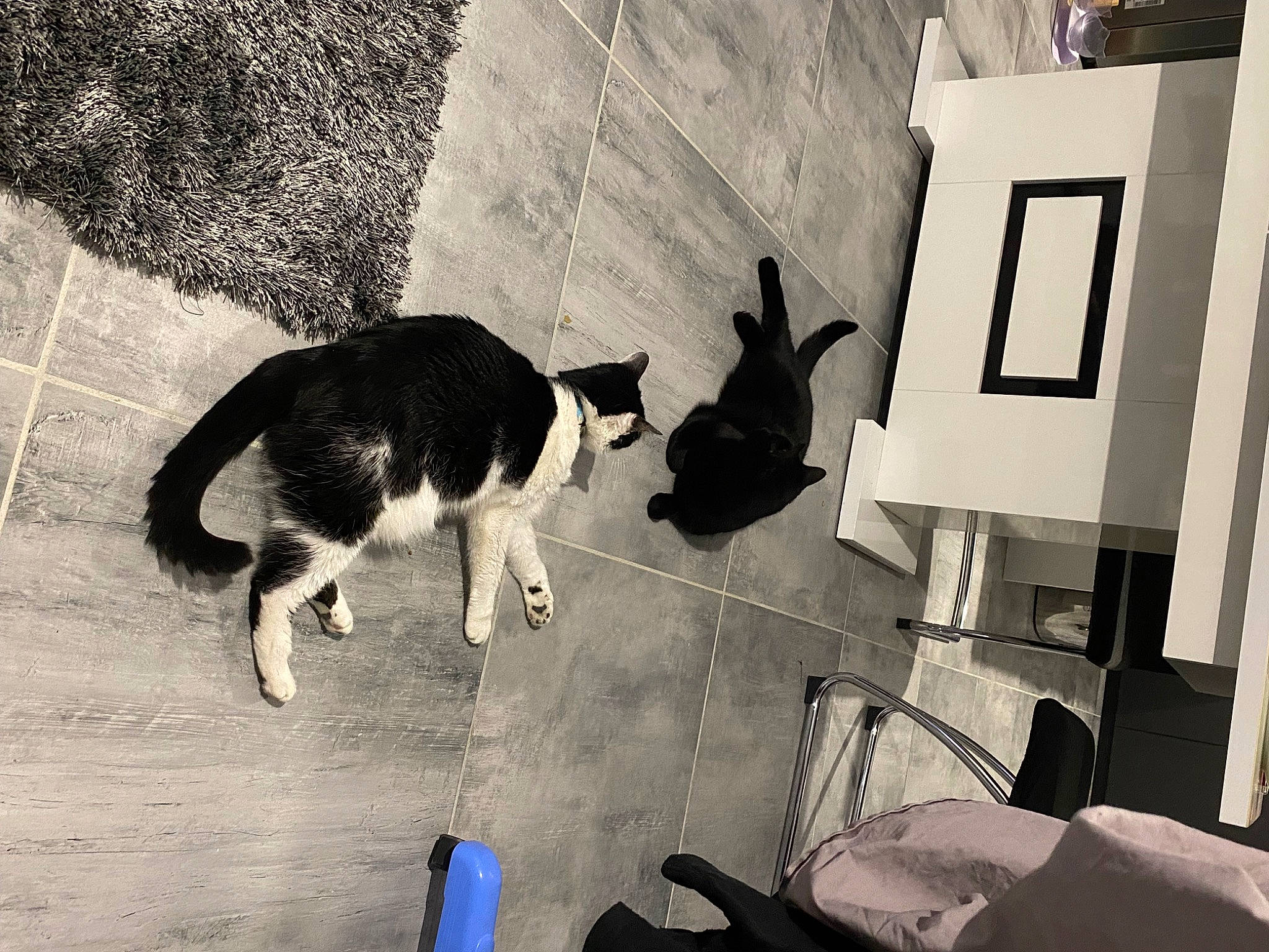 Dixie a rejoint le concours — aidez-le/la à gagner de superbes lots ! black_and_white, carnivore, cat, companion_dog, dog_breed, domestic_short_haired_cat, felidae, flooring, fur, line, monochrome, monochrome_photography, road, shadow, small_to_medium_sized_cats, street, style, tail, tints_and_shades, whiskers