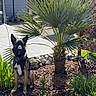 dog, garden, plants, mulch, palm_tree, outdoor, daylight, sunlight, wooden_lattice, stone_border, sidewalk, greenery, pet, canine, nature, shrubbery, backyard, house, fence, blue_sky
