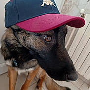 Canigou participe au concours pour gagner de l'argent avec cette photo : dog, german_shepherd, cap, hat, indoor, floor, tile, pet, animal, curious, sitting, brown, black, fur, portrait, closeup, headwear, canine, domestic, companion