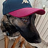 dog, german_shepherd, cap, hat, indoor, floor, tile, pet, animal, curious, sitting, brown, black, fur, portrait, closeup, headwear, canine, domestic, companion