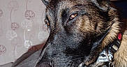 Canigou a rejoint le concours — aidez-le/la à gagner de superbes lots ! dog, close_up, pet, collar, tag, fur, ears, brown, black, resting, blanket, indoor, wallpaper, pattern, animal, canine, portrait, face, nose, whiskers