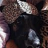 dog, black_dog, leopard_print, cap, blanket, close_up, nose, snuggled, soft_lighting, animal, pet, cozy, fabric, pattern, resting, indoors, portrait, fur, cute, comfort