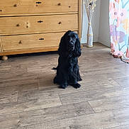 Ava participe au concours pour gagner de l'argent avec cette photo : dog, black_dog, wooden_floor, dresser, tv, vase, dried_plants, curtain, floral_curtain, indoor, room, furniture, pet, flooring, wood, decor, sitting, animal, cute, calm